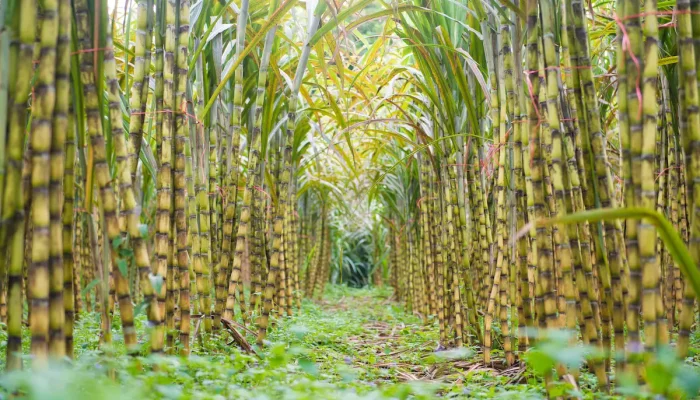 Sugar Cane