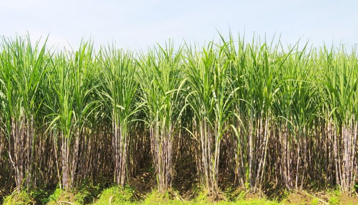 Sugar Cane3