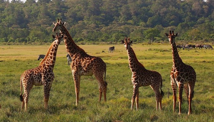 10 Jan 2015, Hatari Lodge, near Arusha National Park, Tanzania. We walked down to the observation area at dawn, to see if we could spot any giraffes. We held very still as a group eight emerged from the acacia trees and formed a semicircle around us, watching us watching them. It was magical.
